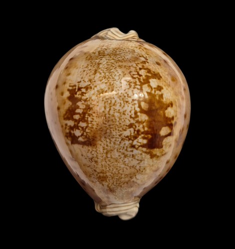 Conchiglia shell cypraea - shell,