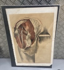  Corpo umano vittoriano George