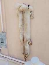 Pelliccia collo di Volpe Bianca Intera con testa,code e Zampe,lunghezza 110 cm