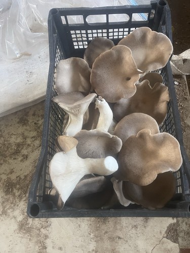 Funghi cardoncelli - funghi,