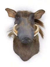 Tassidermia - Facocero Da