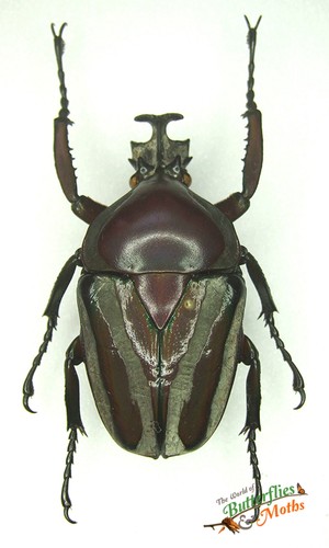 Dicronorrhina derbyana huge - dicronorrhina,
