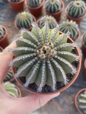 Pianta rara Uebelmannia pectinifera autoradicata decorazione giardino boutique