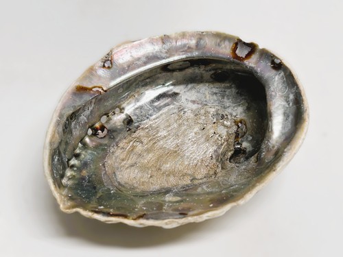 Grande conchiglia abalone - grande,