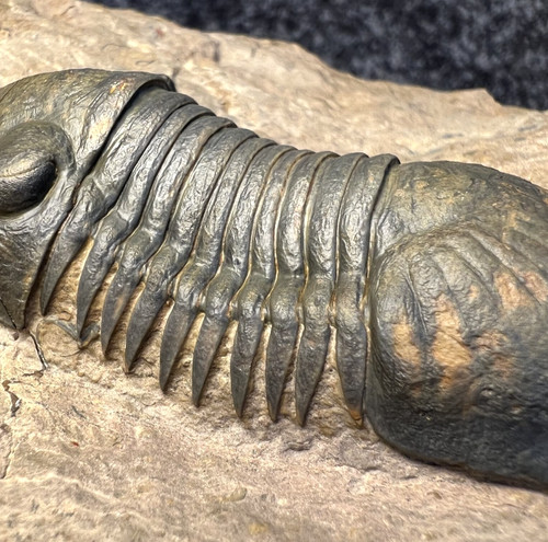 Paralejurus dormitzeri