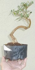Olea Europaea Olive Pre Bonsai