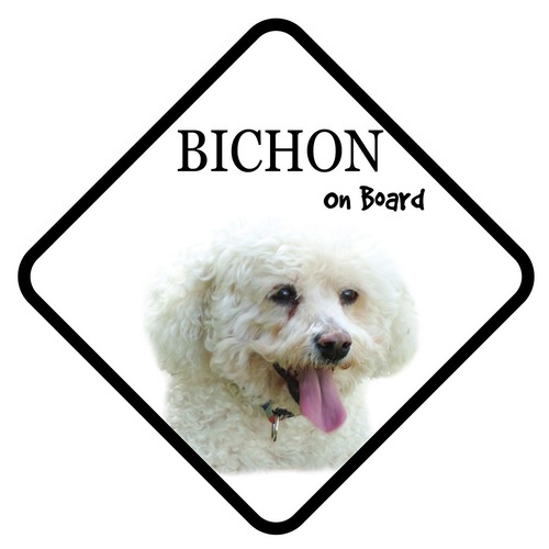 Bichon frise board car - on,