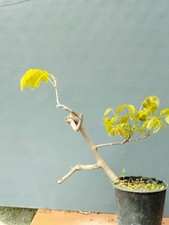 Bonsai di Glicine 40x20cm In