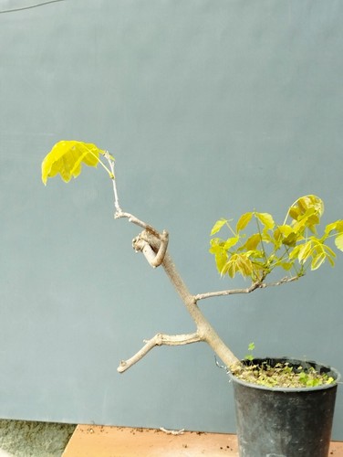 Bonsai glicine 40x20cm in - bonsai,
