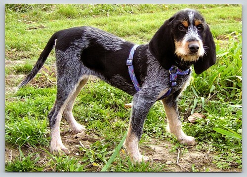 Postcard griffon bleu - postcard,