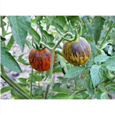 POMODORO DRAGO VIOLA, 25 semi + OMAGGIO