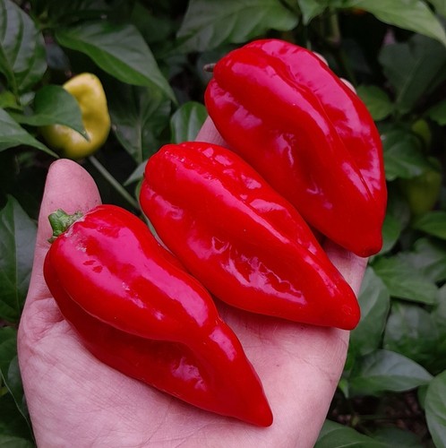 Bhut jolokia red - jolokia, pepper