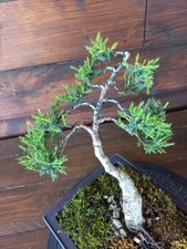 Bonsai ginepro visita - bonsai, di