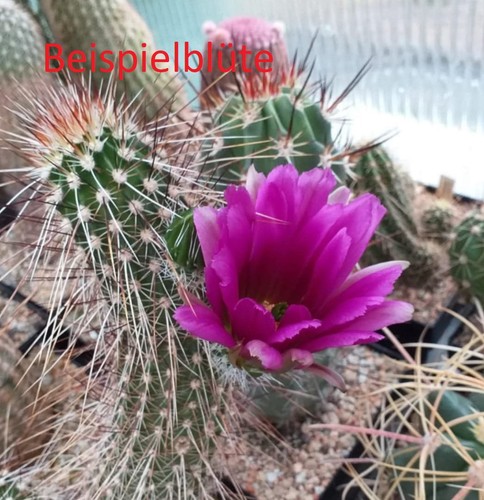 Pezzi echinocereus - 2,