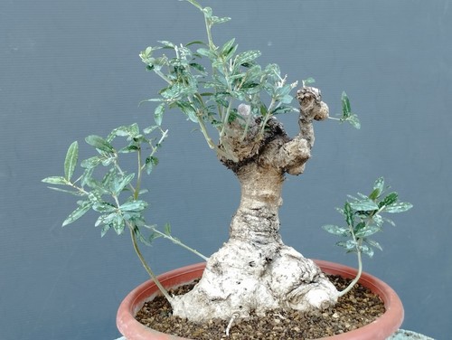 Bonsai olivastro 20x20cm - bonsai, in
