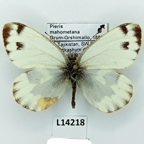 Pieridae pieris mahometana - pieridae,,