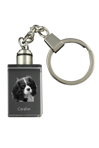 Cavalier king charles spaniel - charles,