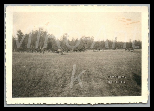 Foto ww2 342 fronte - foto,, 342.i.d.,