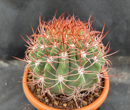 Denmoza rodacantha big cactus - rodacantha,