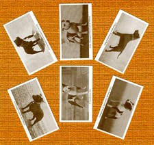 STAFFORDSHIRE BULL TERRIER SET