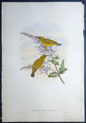 John gould ornitologia stampa - john,