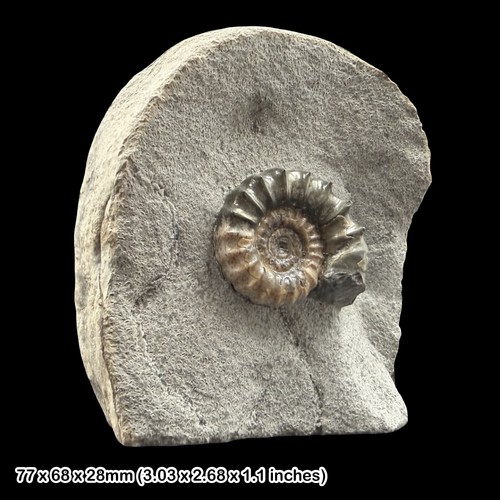 Xipheroceras calcite ammonite - xipheroceras,