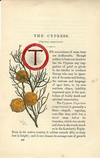 Stampa antica CAPOLETTERA T e