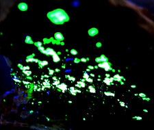 Minerali grande pezzo