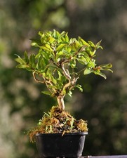 Prebonsai melograno - prebonsai,