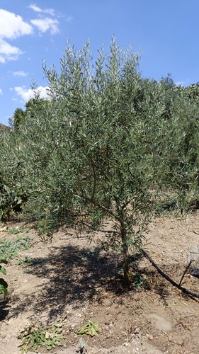 Stallatico ovino maturo - ovino,