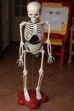 IL CORPO UMANO RBA