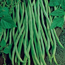 Lot graines de haricot - de, 40