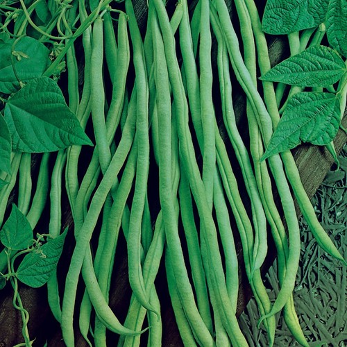 Lot graines de haricot - de,