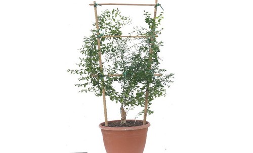 Limone caviale rosso vaso 18 - ,
