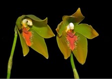 Sudamerlycaste priscilae BS