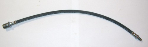 Daino leoncino - om,