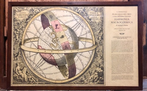 Harmonia macrocosmica - macrocosmica,