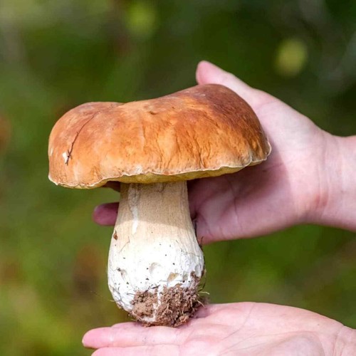Porcini mushroom king - porcini,
