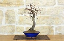 Bonsai Acero Palmato Chishio (2)