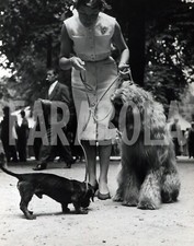 Foto Vintage Animali Milano Mostra Canina Levriero Afgano stampa 24x18 cm