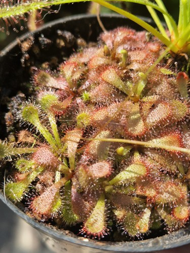 Mix drosera capensis - mix,