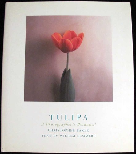 Tulipa photographer s - tulipa:, a