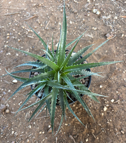 Dyckia bromeliaceae pianta - bromeliaceae,