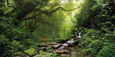 120X50Cm Tropicale Foresta