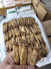 Red Panax radice di ginseng