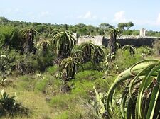 15 semi di Aloe vaotsanda 