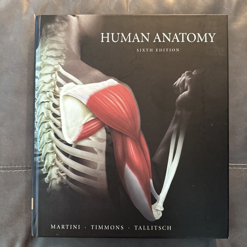 Human anatomy - human,