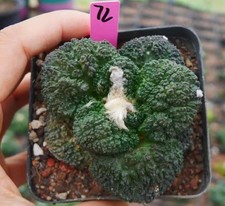 Sale Rare Cacti Ariocarpus