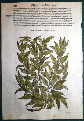 Stampa antica mattioli - antica,