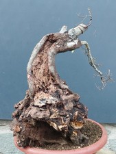 Pre Bonsai Carpino Nero